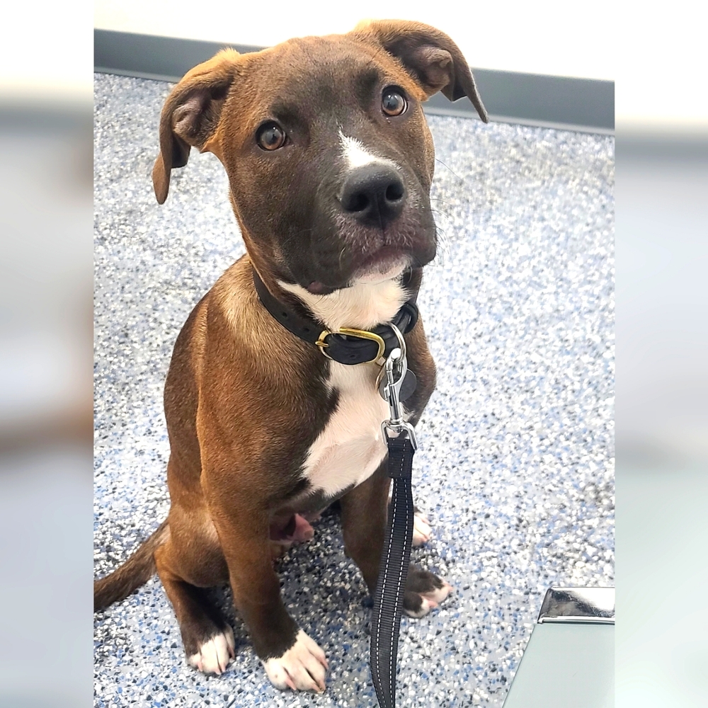 Meet your Posher, Betty